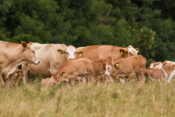 Fototapeta premium Herde brauner Milchkühe mit Kälbern auf der Weide in Thüringen als Teil biologischer Landwirtschaft
