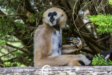 Zoo de la Flèche - Gibbon