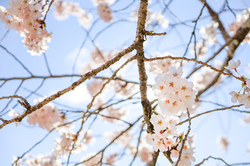 日本の桜と青空　