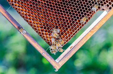 honey bees on honeycomb in apiary in summertime 