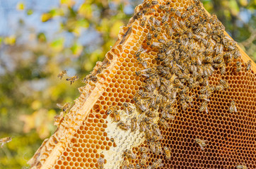 honey bees on honeycomb in apiary in summertime 