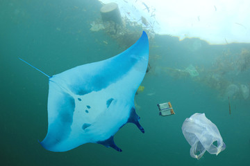 Plastic pollution in ocean. Manta Ray swims through polluted sea. Filer feeders inject...