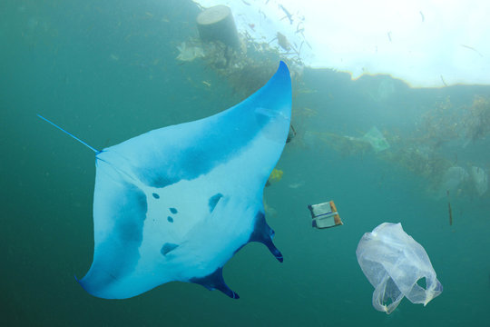 Plastic pollution in ocean. Manta Ray swims through polluted sea. Filer feeders inject microplastics 