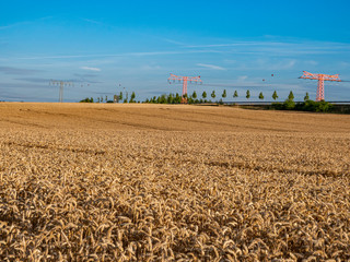 Weizenfeld im Sommer