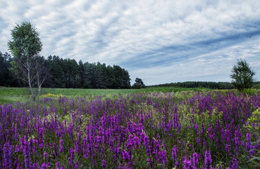 Fototapeta na wymiar Glade with lilac flowers on the edge of the forest. Beautiful summer wilderness landscape.