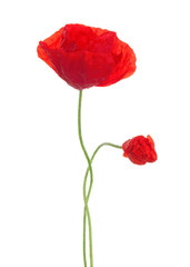 Red poppy and  bud  isolated on white background.