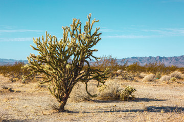 Cholla cactus  in Mojave Desert , California, United States.