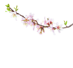 Flowering branch of Almond isolated on white background.