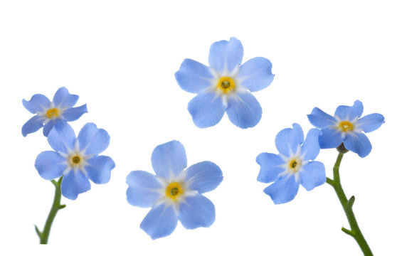 Forget-me-nots isolated on white background.