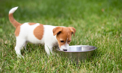 Small pet dog puppy drinking water in the grass in summer