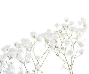 Gypsophila isolated on white background. Shallow depth of field. Selective focus