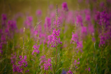 Fototapeta premium field of purple flowers