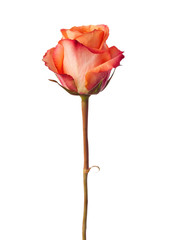 Orange rose isolated on white background.