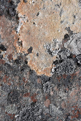 Natural texture of lichen on rock surface