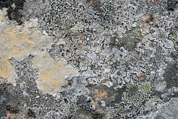 Natural texture of lichen on rock surface