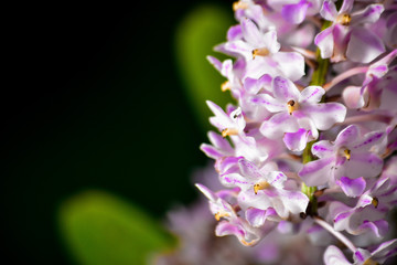 Fototapeta premium pink flowers in garden