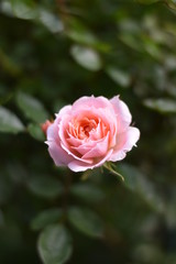 Rosa Rosenblüte