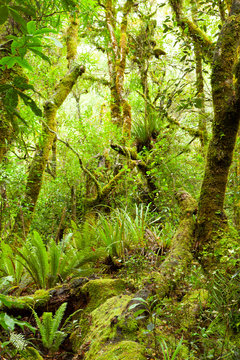 Dense thicket in the temperate rainforest,  Te Urewera National Park, North Island, New Zealand