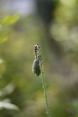 Kugelige Blütenknospe - Mohn (Papaver) mit Blattläusen