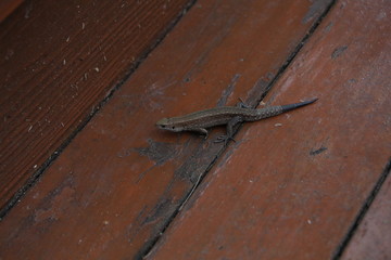 lizard 