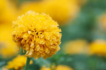 Close up Marigold plant at garden King Power DownTown Complex Thailand , Marigold