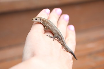 lizard in hand 4