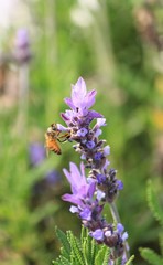 蜜蜂とラベンダー