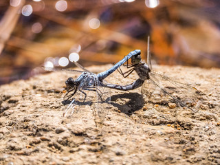 Dragonflies mating
