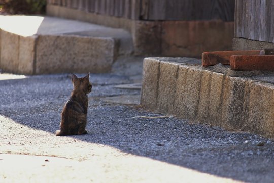 603 最適な 子猫の後ろ姿 画像 ストック写真 ベクター Adobe Stock 603 最適な 子猫の後ろ姿 画像 ストック写真 ベクター Adobe Stock