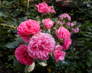 A beautiful bush of pink delicate roses, blossoming in the city park.