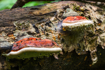 A pair of bracket fungus Ganoderma Applanatum on deat tree trunk with leading water drops. Closeup...