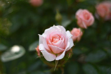 Rosa Rosenblüten
