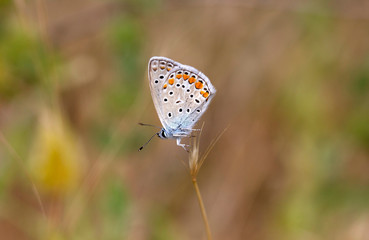 Fototapeta na wymiar The common blue butterfly ( Polyommatus icarus )