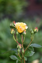 Fototapeta premium Gelbe Rosenblüte und Knospen