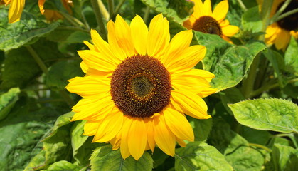 Meadow of beautiful yellow sunflowers  close up.