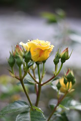 Gelbe Rosenblüte und Knospen