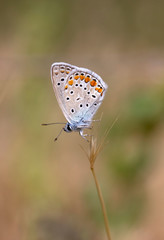 Obraz na płótnie Canvas The common blue butterfly ( Polyommatus icarus )