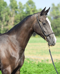 Fototapeta premium portrait of a horse
