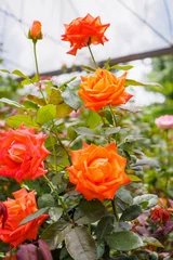 Fototapeten Beautiful rose flowers in greenhouse plantation © Piman Khrutmuang
