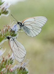 butterfly on wild flower - Viper’s Bugloss (Echium vulgare)