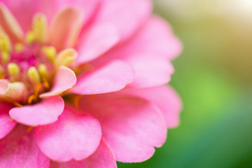 Obraz premium Closeup pink Zinnia flower in green garden natural background