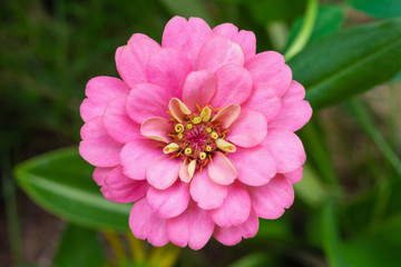 Fototapeta premium Zinnia flower close up in the garden