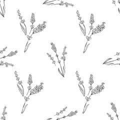 lavender natural hand drawn pattern white and black illustration. Herbal botanical  decoration background