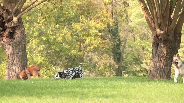 various dogs playing at the park, dalmatian, german Shepherd and others canine breeds having fun outdoors