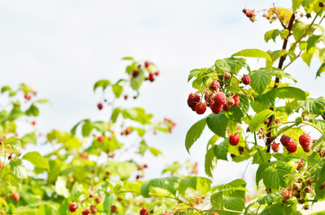 Red sweet berries growing on raspberry bush in fruit garden. - Image