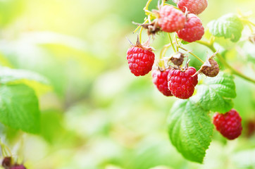 Red sweet berries growing on raspberry bush in fruit garden. - Image