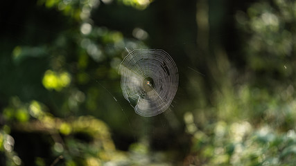Spinne im wald symetrisch angeordnet spinne in der mitte