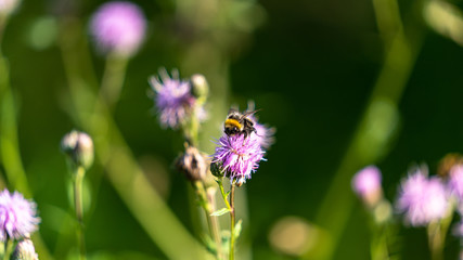 Biene im Wald an einer Blume