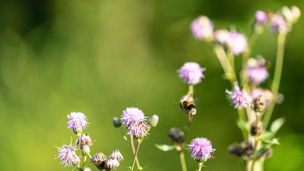 Biene im Wald an einer Blume