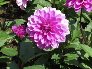 pink flower in the garden